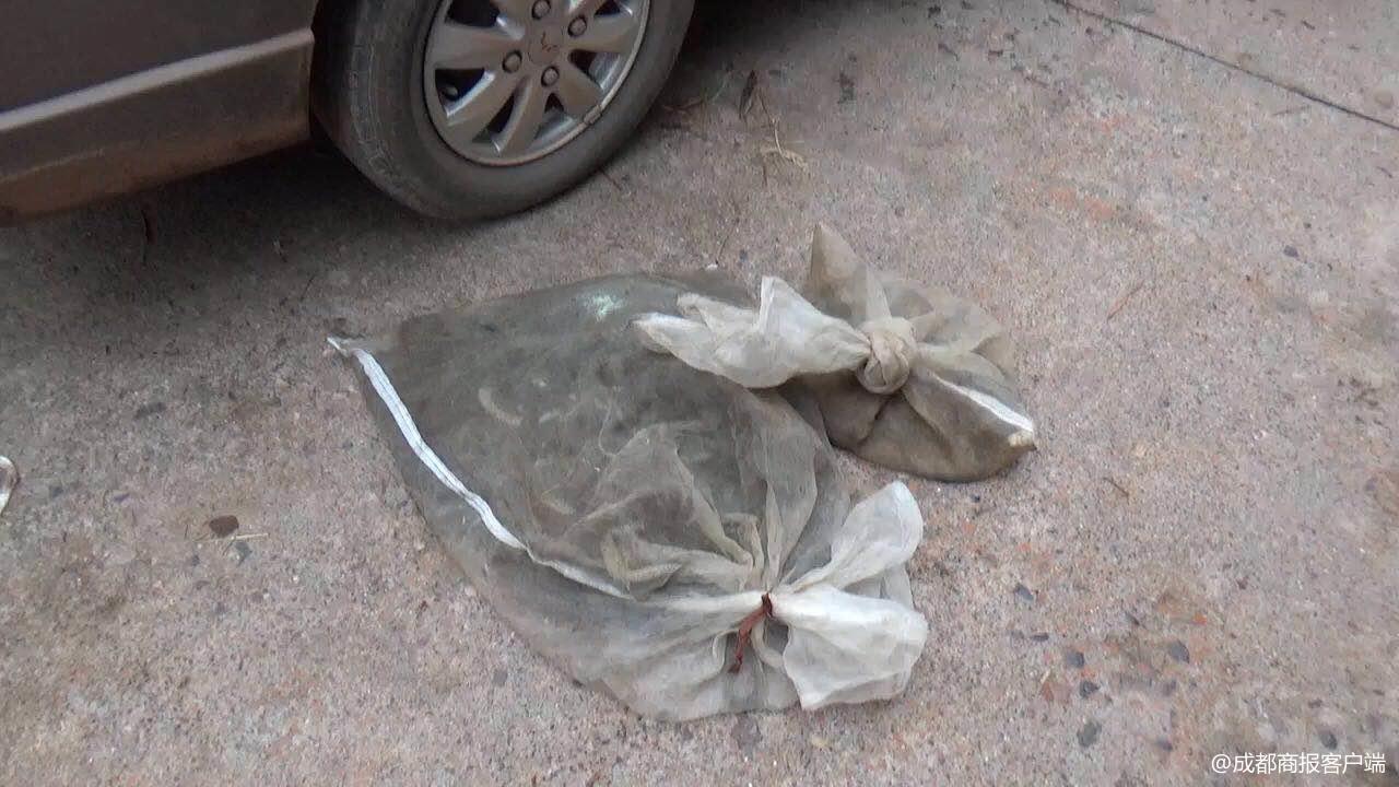 宜宾26条乌梢蛇被人无证贩卖 男子被抓现场装懵直呼冤枉