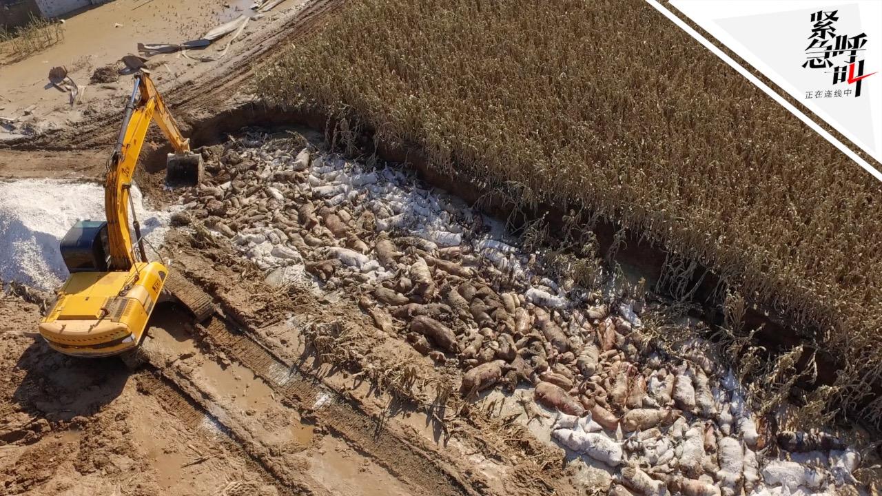 实拍:灾后寿光养殖区死猪尸横遍野腐烂发臭 防疫部门现场掩埋