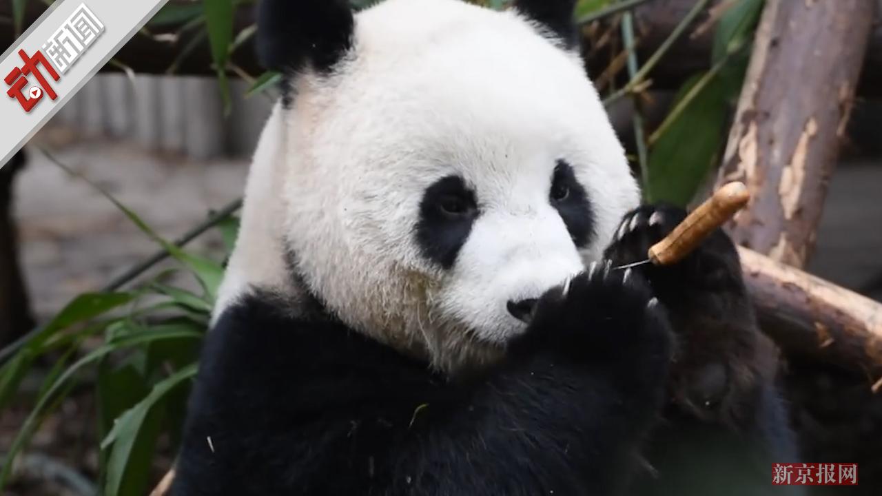 大熊猫玩菜刀吓坏游客 繁育研究基地:饲养员忘