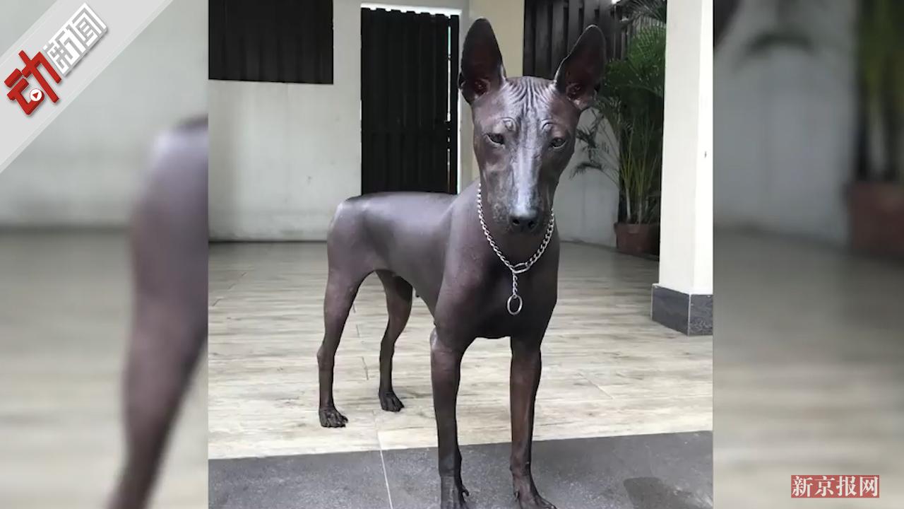 雕塑|派普|派珀_新浪新闻