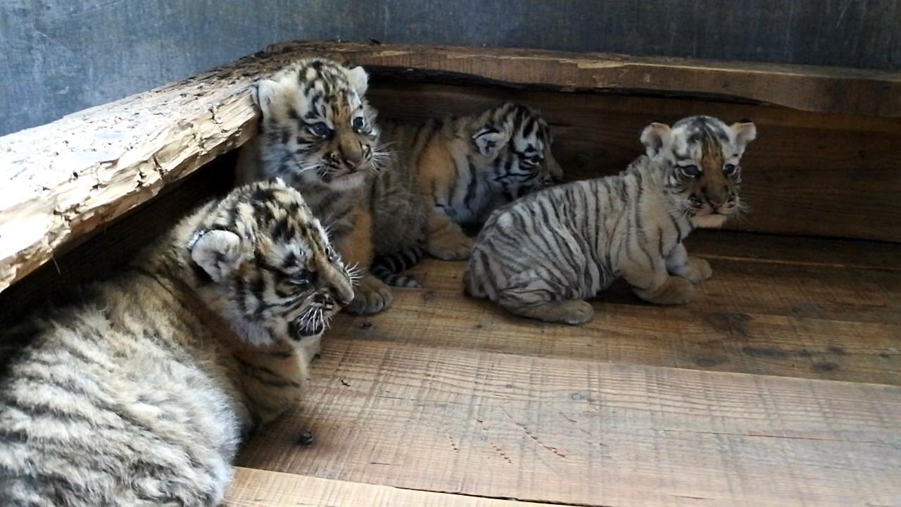 虎妈产下四胞胎 高配"月子餐"走起|虎妈|四胞胎|东北虎_新浪新闻