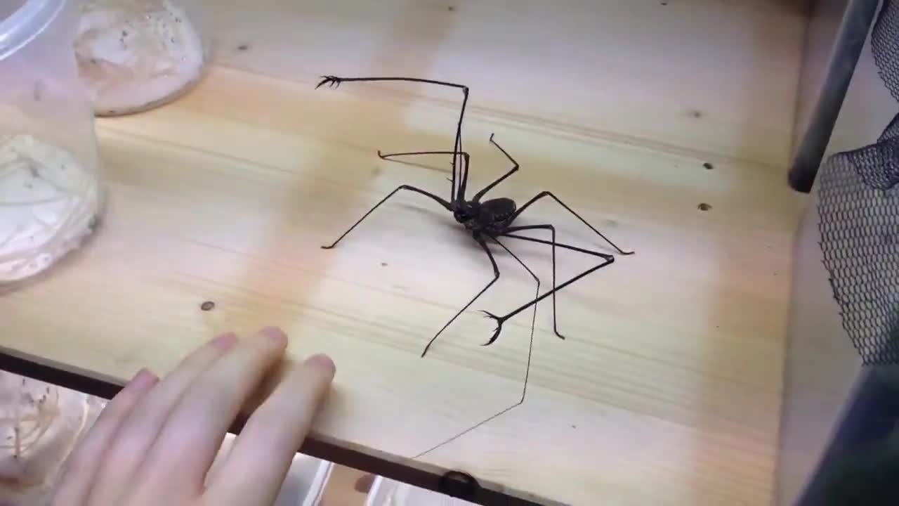 鞭蛛也叫无鞭蝎但不是蜘蛛也不是蝎子而是一个独立的类群