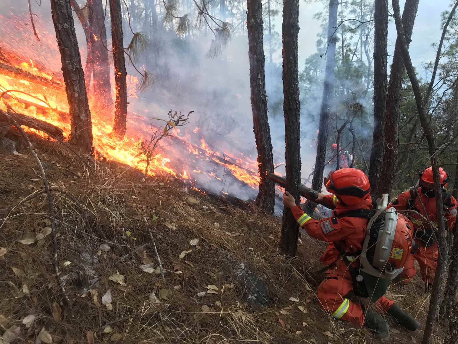 四川冕宁森林火灾明火得到控制,550余人奋力扑救|凉山州|火场|森林