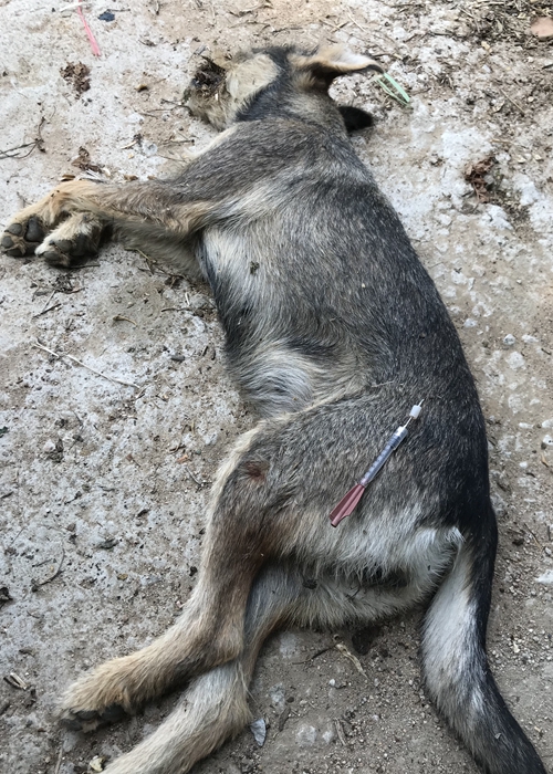 摩托男流窜街头毒针杀狗再偷走村民怀疑为卖狗肉