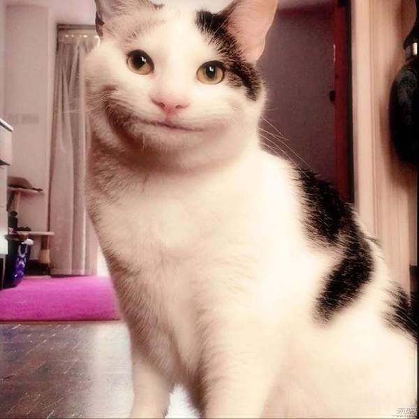 这只猫咪因尴尬的微笑走红网络一举一动萌化人心