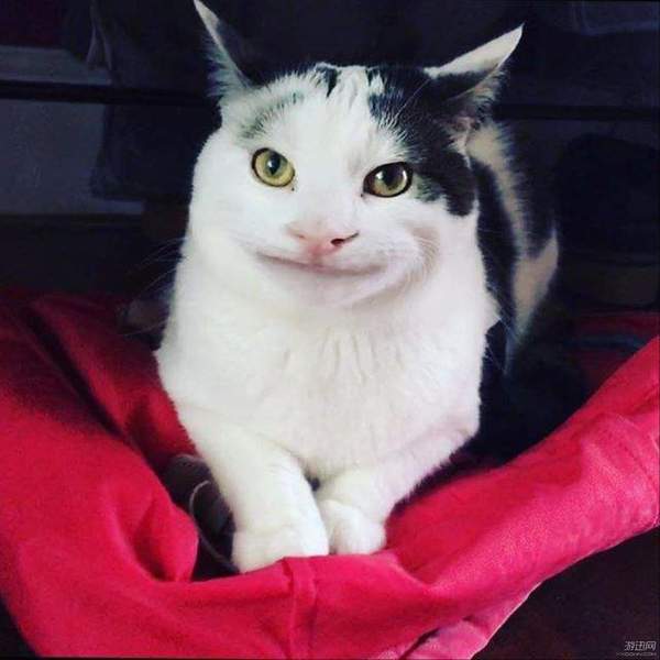 这只猫咪因尴尬的微笑走红网络一举一动萌化人心