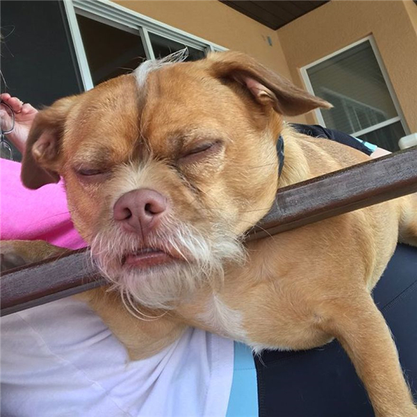 一只白胡子狗狗能做出成千上万种表情让你笑的合不拢嘴