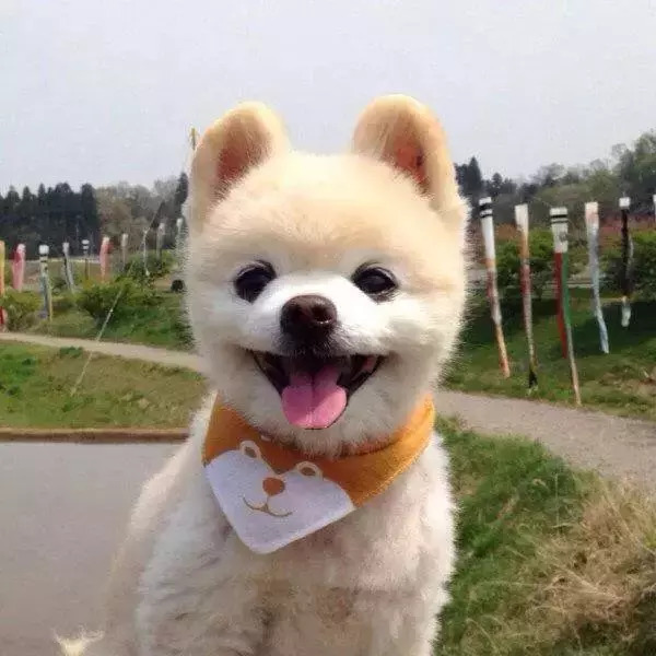 "俊介"版喜乐蒂,有点可爱!