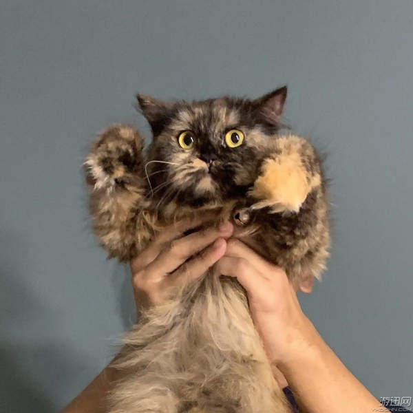 狮子王真人版预告遭网友恶搞小辛巴变身喵星人