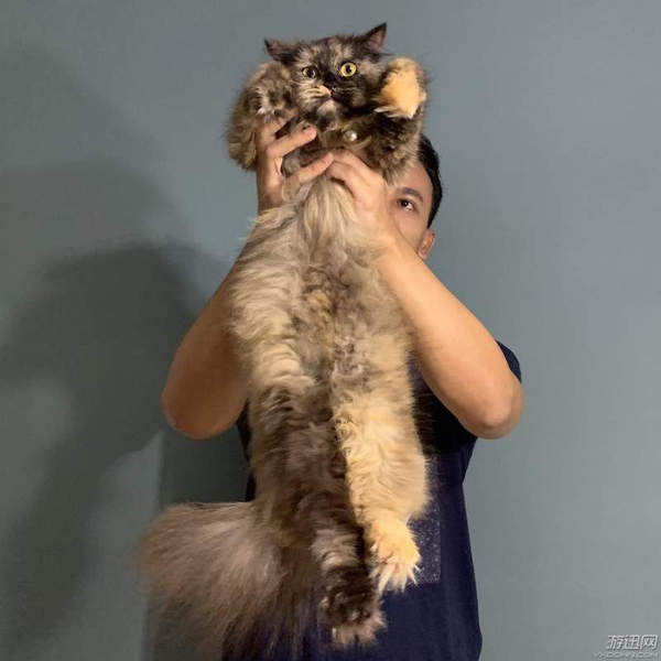 狮子王真人版预告遭网友恶搞小辛巴变身喵星人