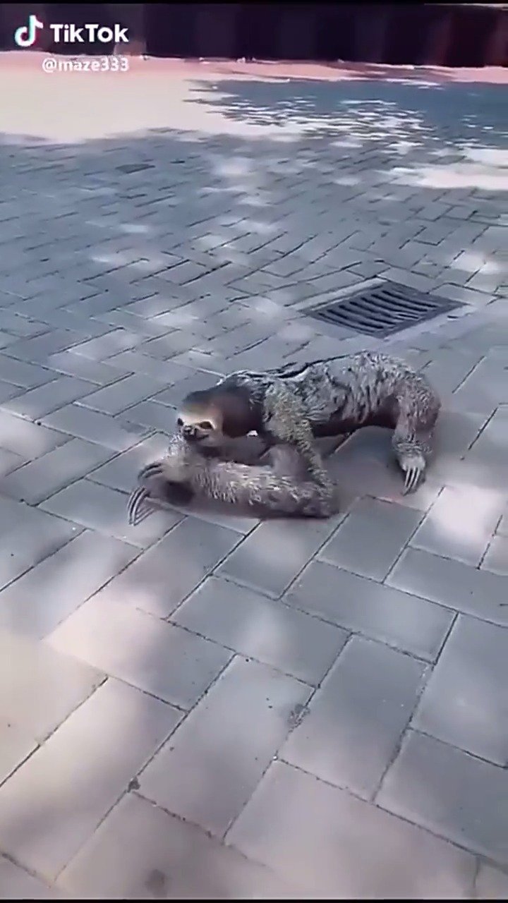 树懒都见过,那你们见过地上爬的吗?贼特么恐怖--虎扑帖id