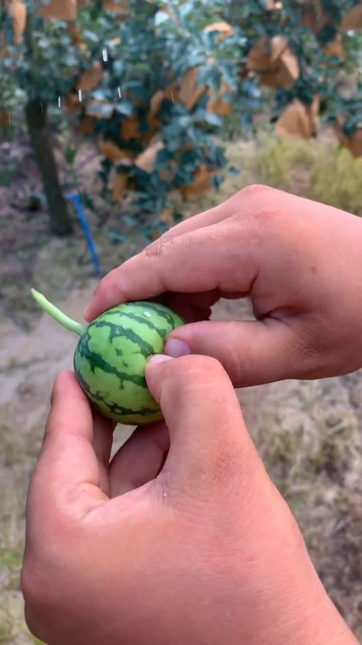 巴掌大的西瓜你吃过吗