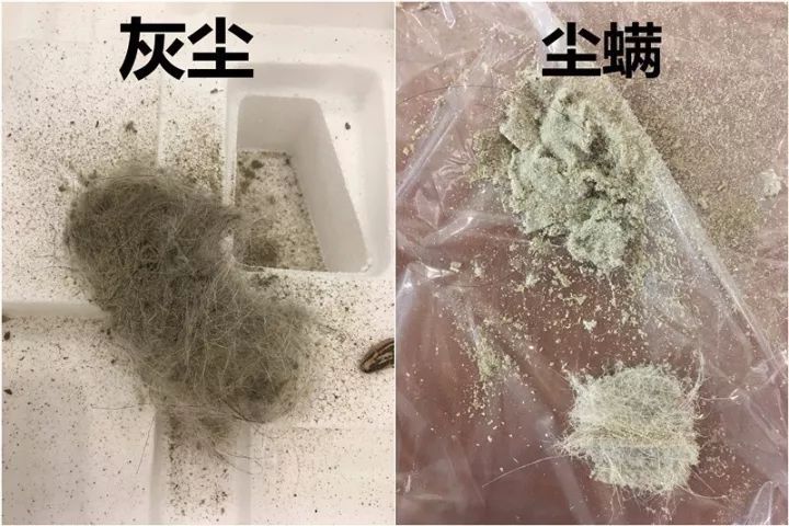 吸猫不吸毛全靠一台性价比超高吸尘器