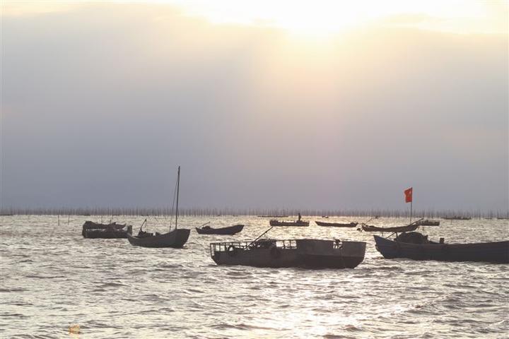 洞头霓屿三千亩生态湿地公园 红树林唤回成群白鹭