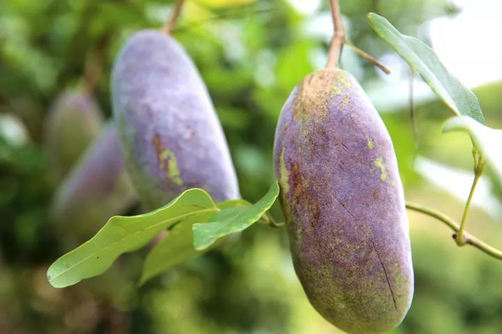 张磊 摄七月流火的季节,遂昌县垵口乡山头村村民翁永粱种植的八月瓜又