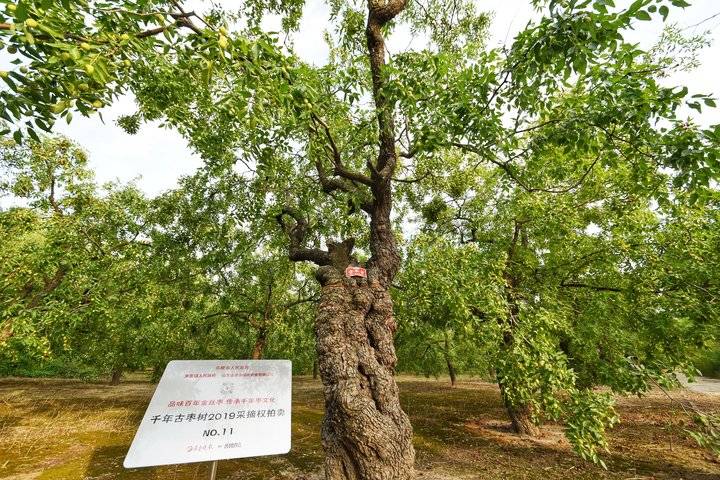 乐陵千年古枣树采摘冠名权成功竞拍企业——德润健康食品