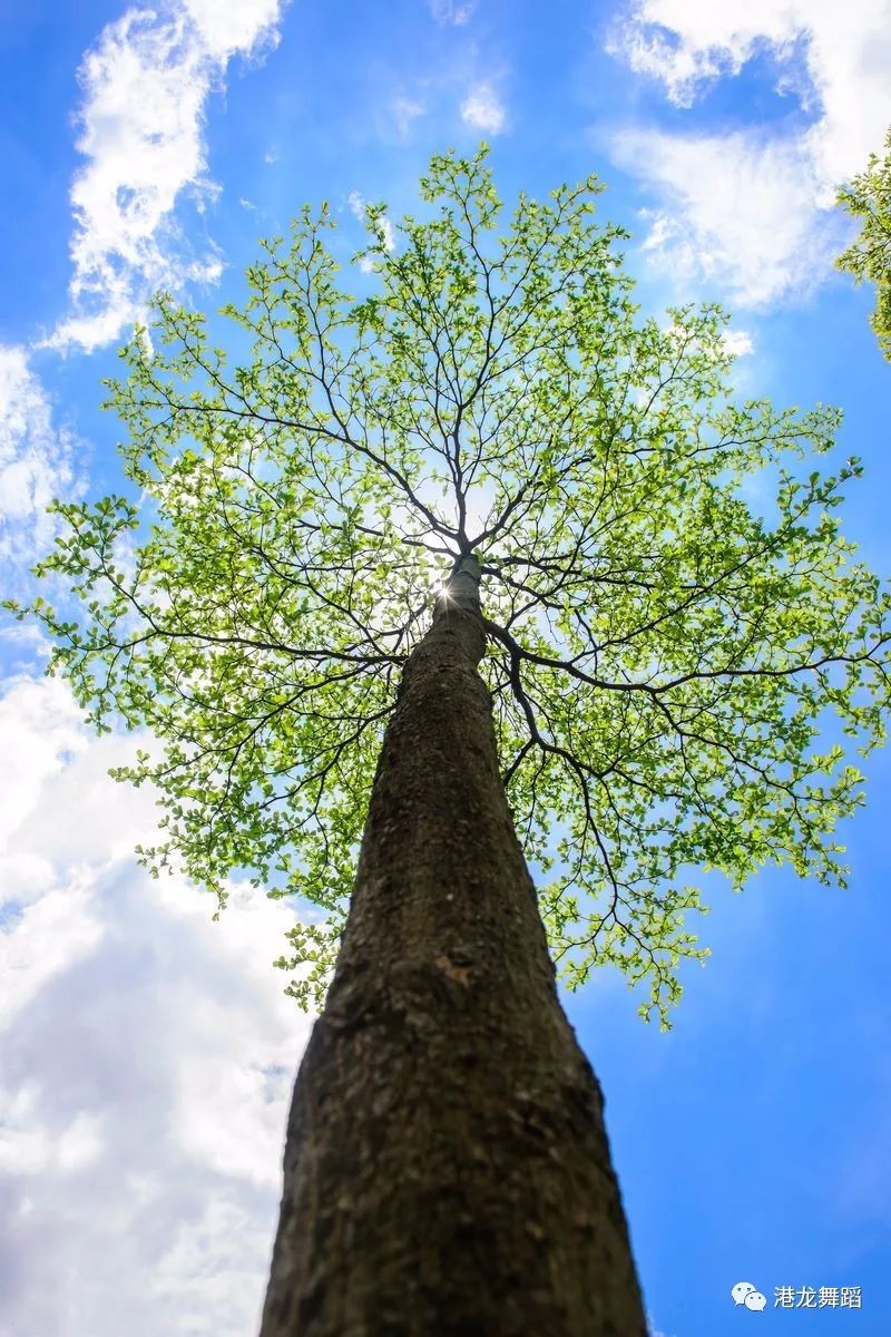 港龙舞蹈·前员工回归计划正在进行中!