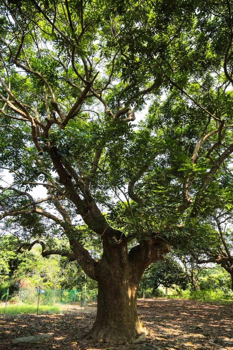 大的乌榄树以及1300株树龄在300年以上的古乌榄里面生长着500株树龄