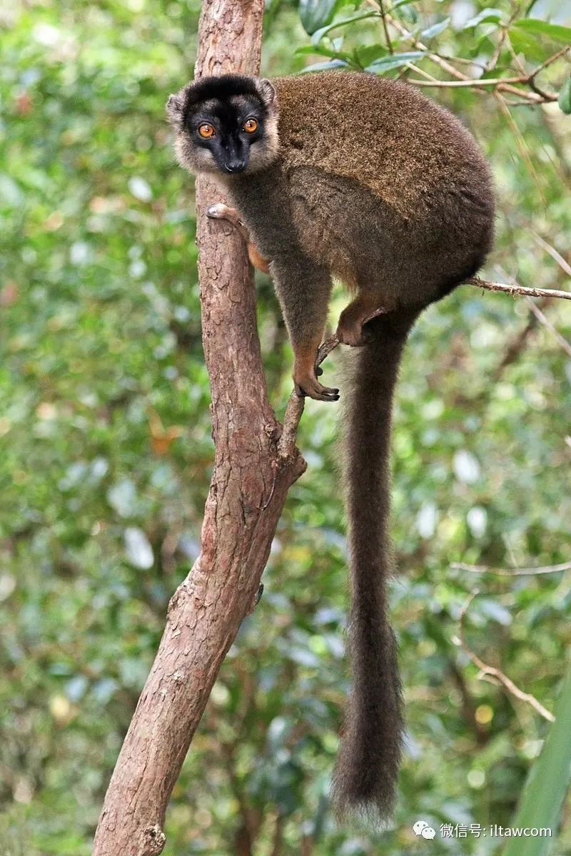 物种图册-褐狐猴