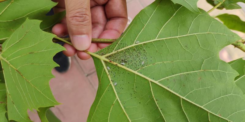 邹平县林业局加强林业有害生物测报工作|林业|邹平县|网蝽_新浪新闻