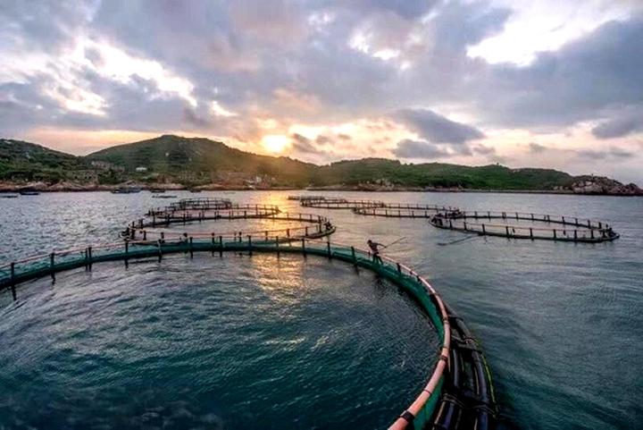 南麂岛生态渔场."今年的大黄鱼销量很好,这一年的辛苦值了!