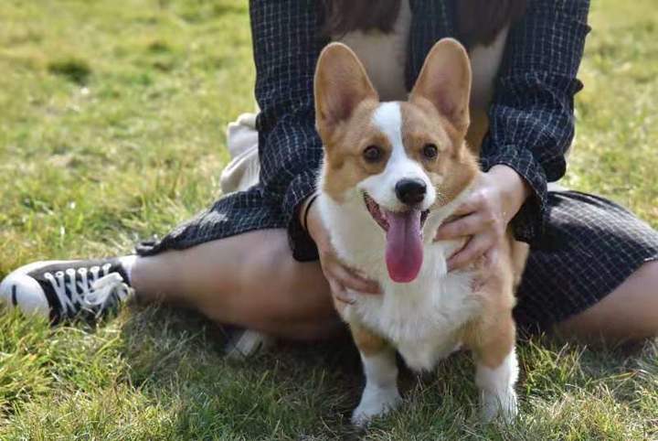 带狗狗玩耍最嗨的地方,跑马岭宠物谷了解一下