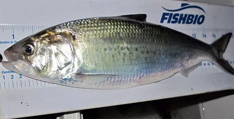 所以目前在市场上我们见到的所谓的长江鲥鱼,其实就是美洲鲥鱼,准确的