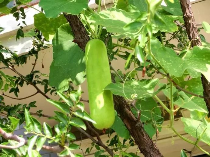 很多人爱吃|土豆|瓠子|毒性_新浪新闻