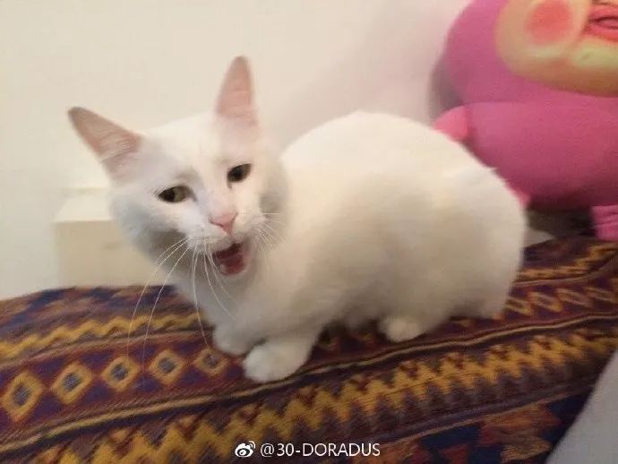 主人想把猫纹在身上,但又挑不出好的照片,看这些照片,笑喷.