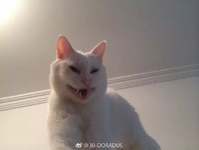 主人想把猫纹在身上,但又挑不出好的照片,看这些照片,笑喷.