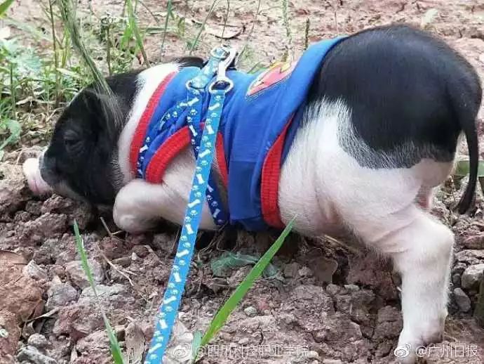 "猪生"也很圆满了还能在校园里溜溜弯闲时晒晒太阳这就是那只被同学