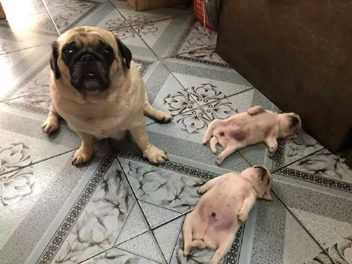 巴哥生了两个宝宝,只是这俩娃的睡姿,把老母亲愁得不行.