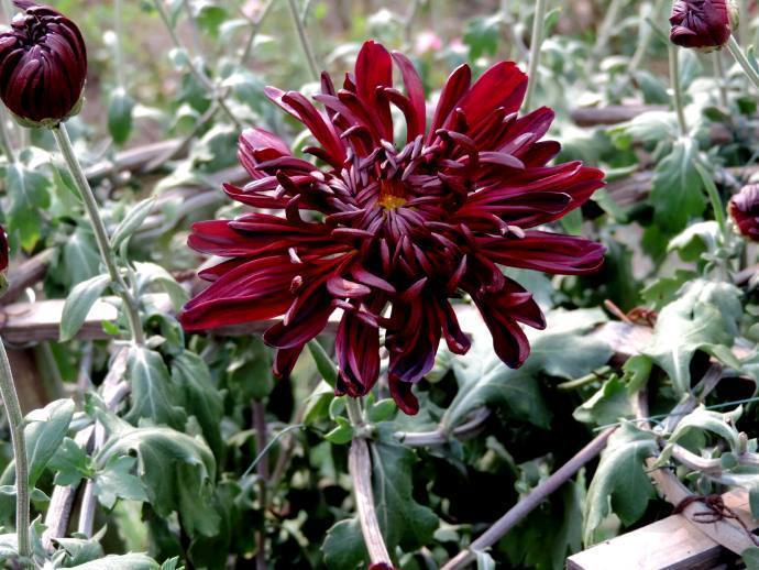 喜欢菊花,不如养盆"五大名菊"墨菊,墨色花型,妩媚动人