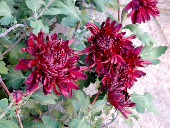 喜欢菊花,不如养盆"五大名菊"墨菊,墨色花型,妩媚动人