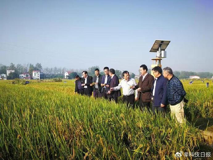  今年，双季稻合计均亩产1365公斤，创下了我国双季稻产量新高。 本文图片 @科技日报