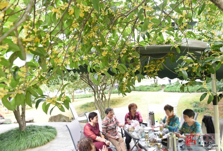 桂花树下 品茗赏桂