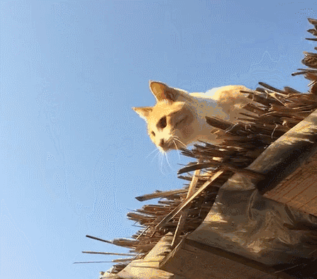 447_394gif 动态图 动图