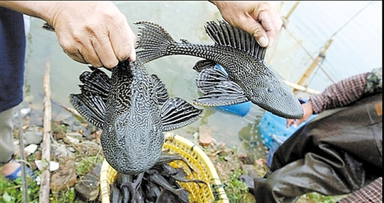 入侵物种鳄雀鳝绝非善茬