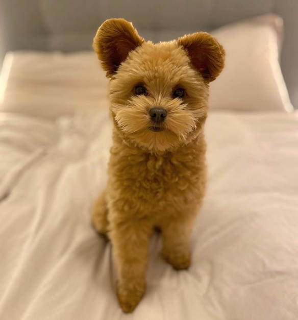 圆耳朵到底是什么物种超可爱萌宠奥力维oliver