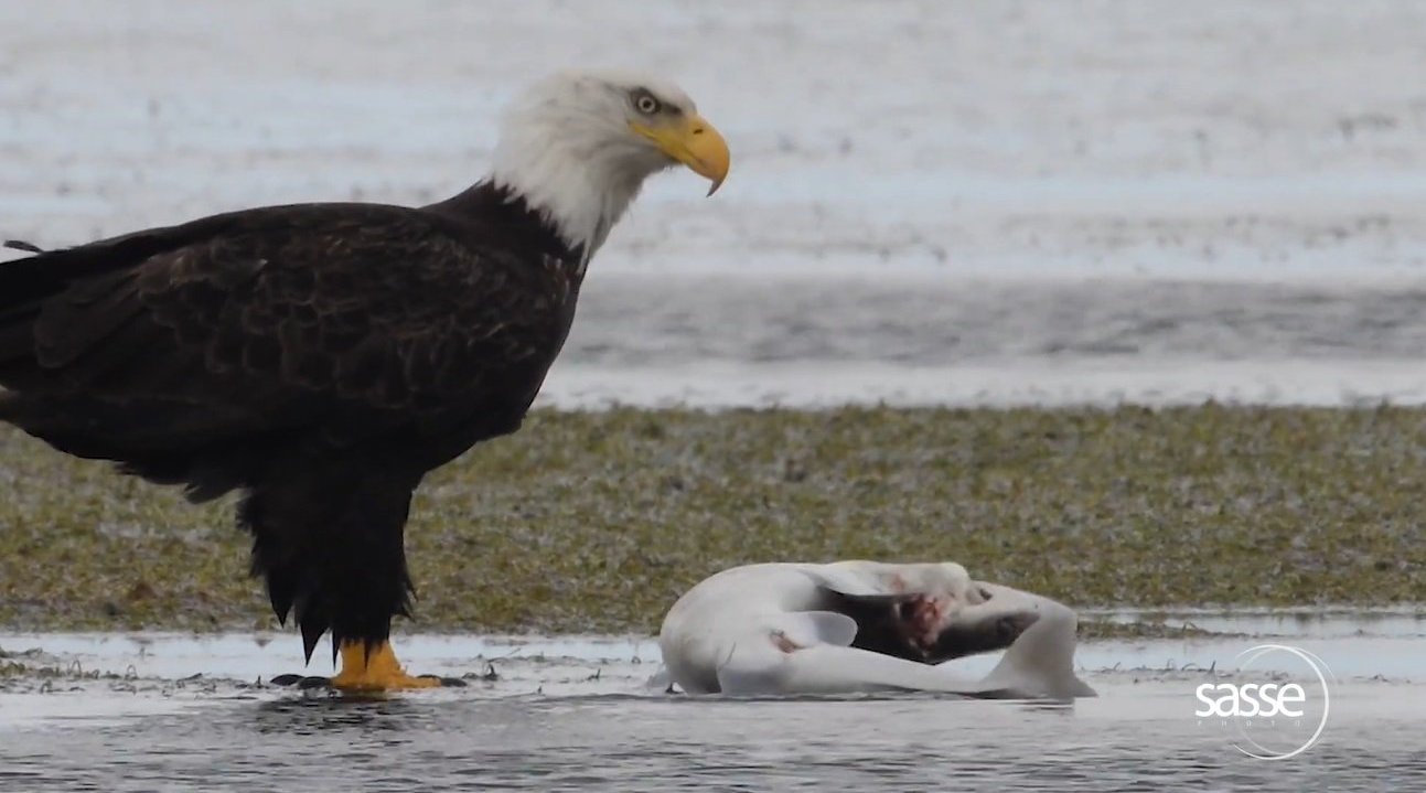 白头海雕正在啄食一只活的鲨鱼.