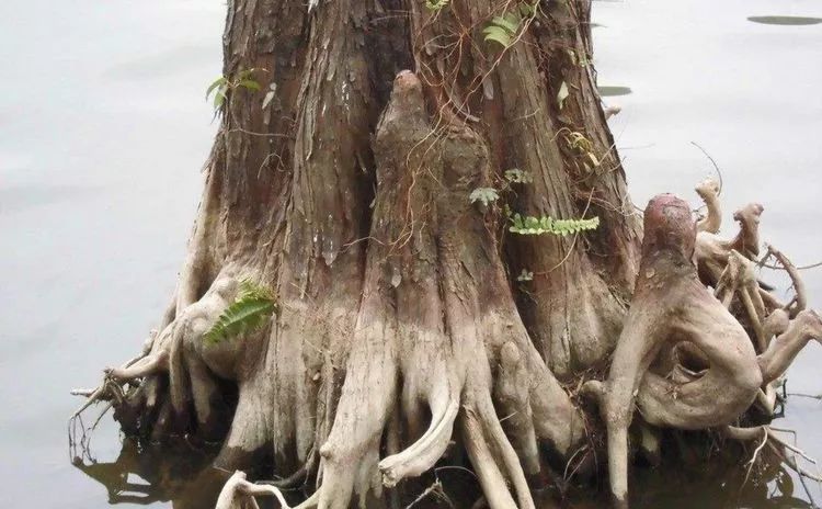 田文华|无根不谈|树根|田文华|树干_新浪军事_新浪网