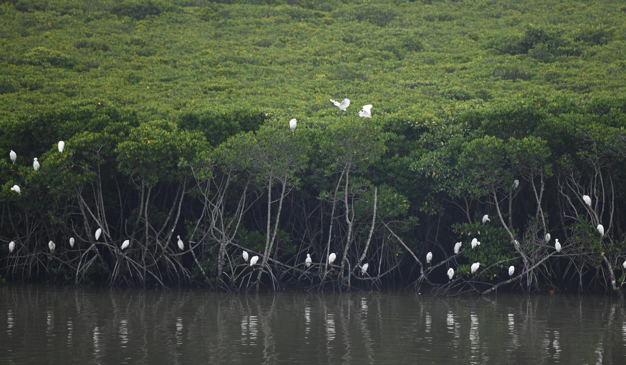 海南东寨港保护区红树林面积扩大至1771公顷