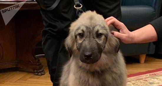 普京获赠新宠物狗 爱不释手直呼"好可爱"(图)