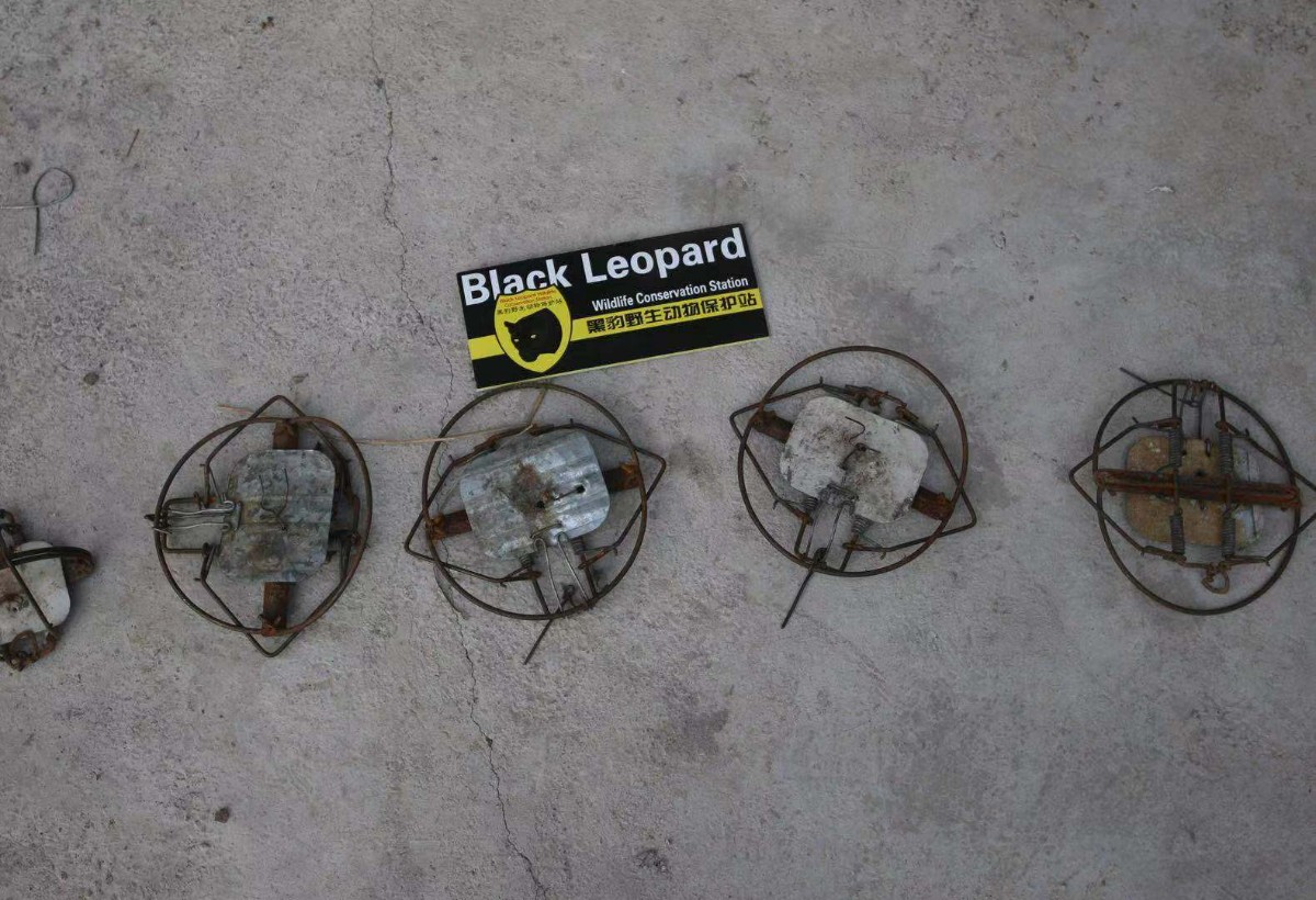 保护站队员们发现,收缴的捕鸟夹.