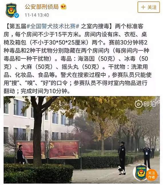 又萌又刚!警犬受伤贴创可贴走红 网友:这是男子汉的勋章!