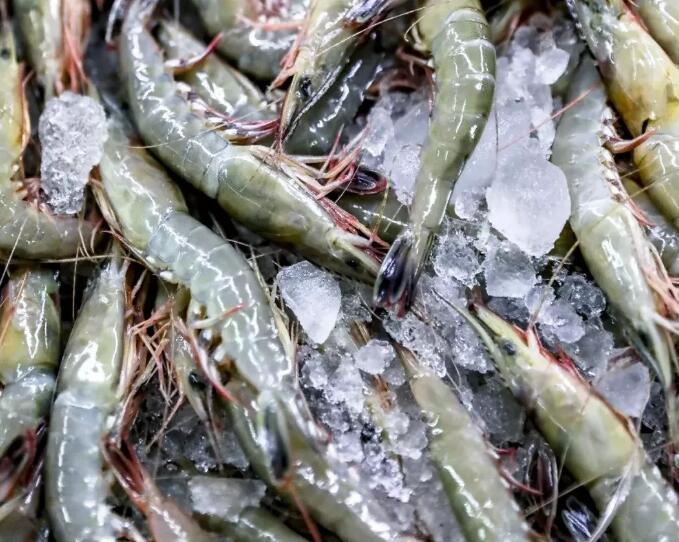 浙米道丨含着"矿汤匙"长大的这款虾 你不来一盘?