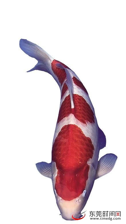 东莞"鲤友"记:锦上添花的鲤想生活|锦鲤|东莞|大赛_新浪新闻