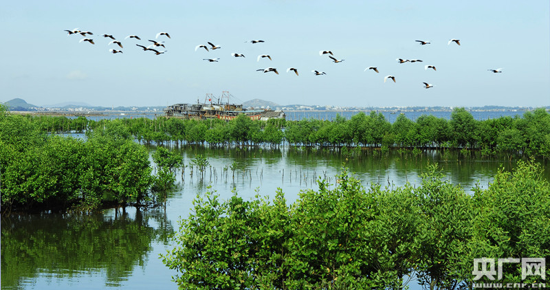 广东推进沿海防护林体系建设未来7年将完成基干林带造林36万亩