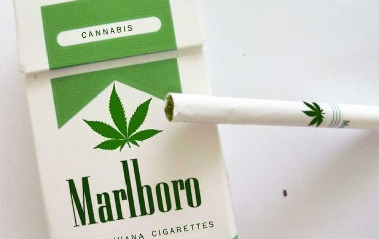 全美烟草市场萎靡,万宝路欲进军大麻市场(图)