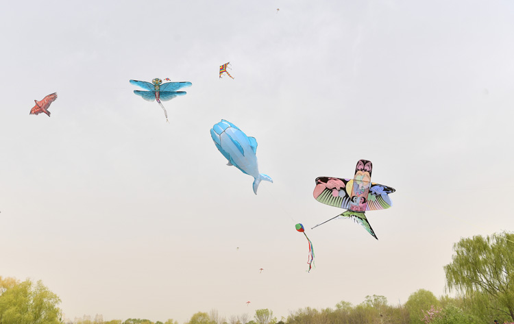 无惧沙尘 市民踏青放风筝依旧 |组图|朝阳公园|放风筝|沙尘_新浪新闻